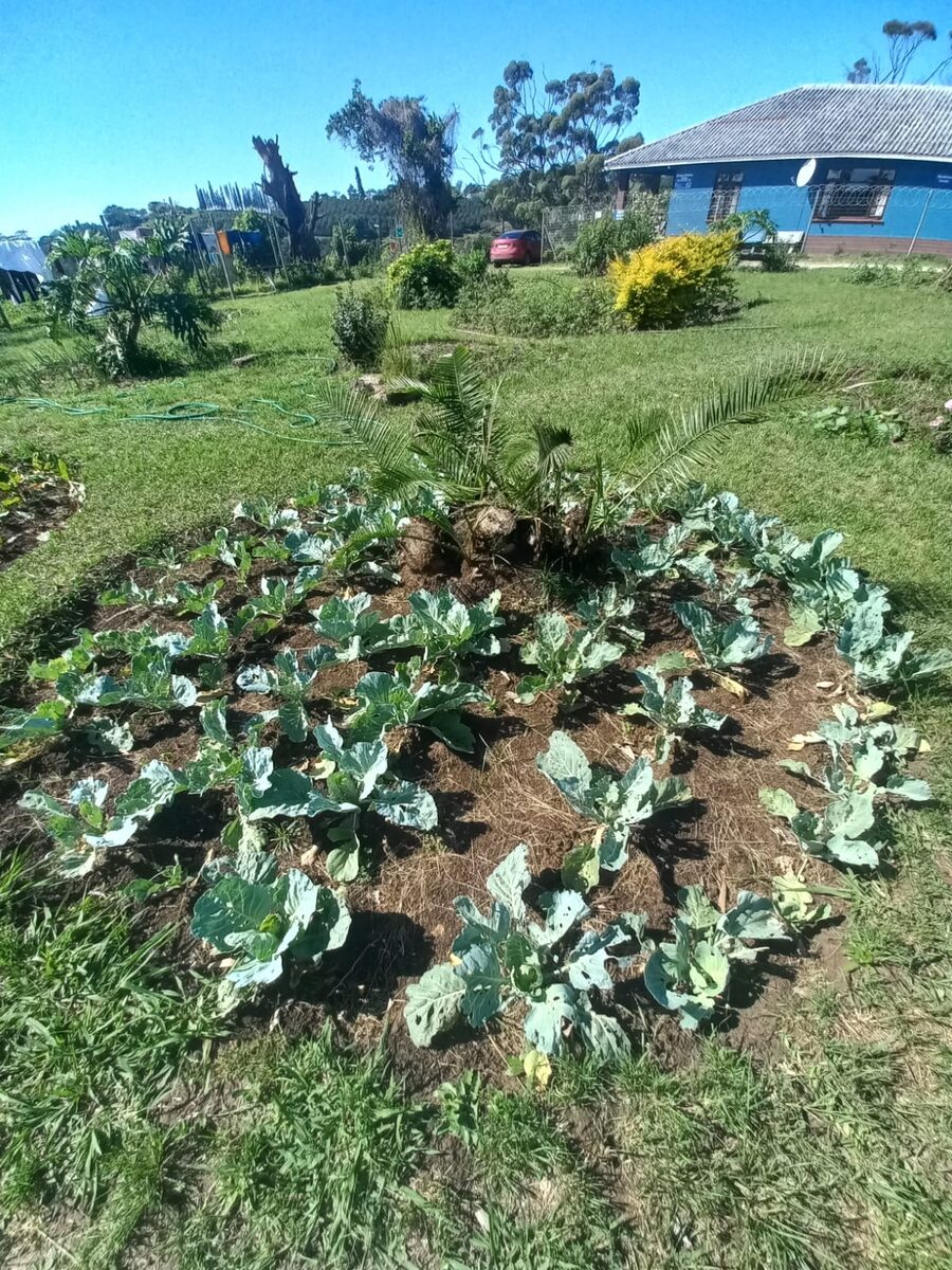 Vegetable garden at the care centre in Port Shepstone, with cabbages growing in a round bed